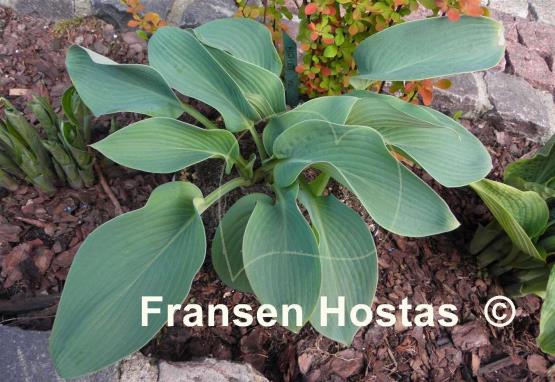 Hosta Bigfoot