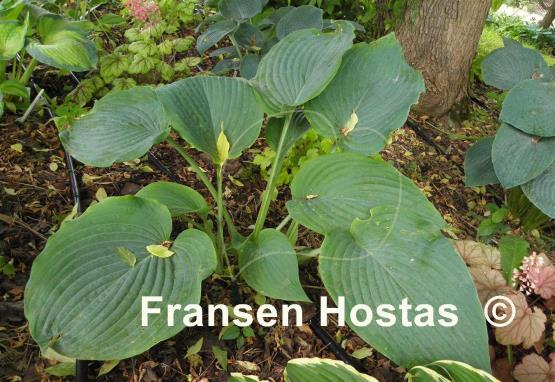 Hosta Bigfoot