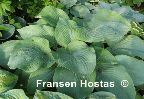 Hosta Bigfoot