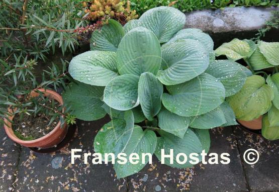 Hosta Biggie