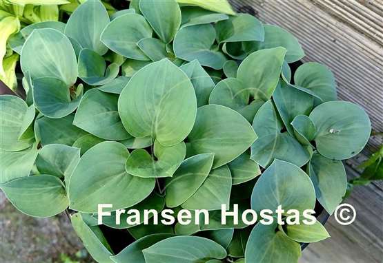 Hosta Bill Dress's Blue