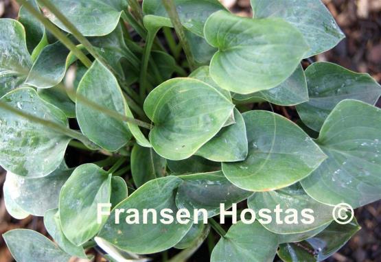 Hosta Bill Dress's Blue