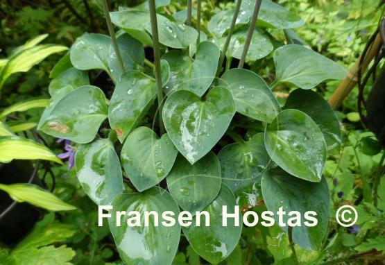 Hosta Bill Dress's Blue