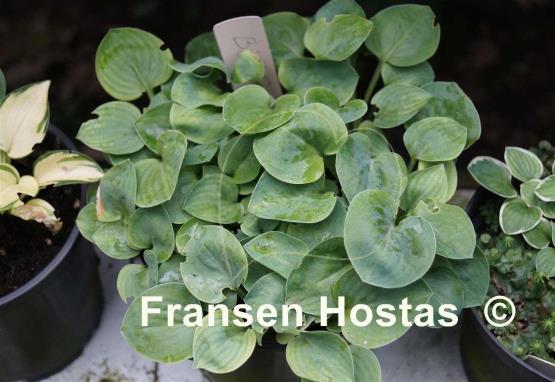 Hosta Bill Dress's Blue