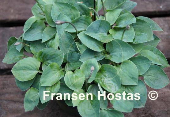 Hosta Bill Dress's Blue
