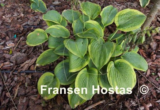 Hosta Bingo