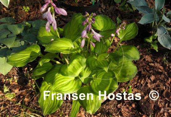 Hosta Binkie