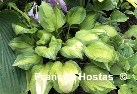 Hosta Binkie