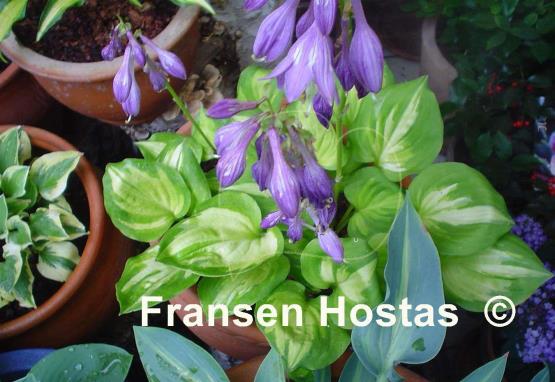 Hosta Binkie