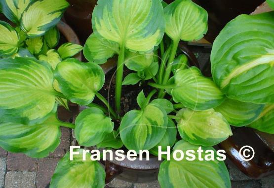 Hosta Binkie