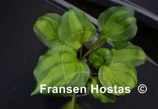 Hosta Binkie
