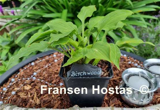 Hosta Birchwood Gem