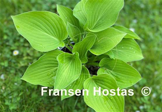 Hosta Birchwood Parky's Gold