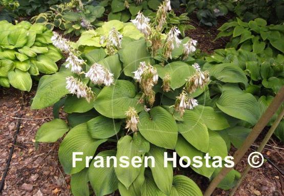 Hosta Birchwood Elegance