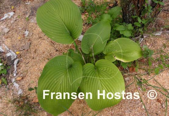 Hosta Birchwood Elegance