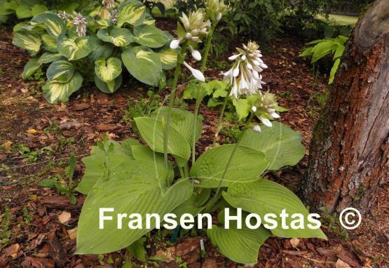 Hosta Birchwood Elegance