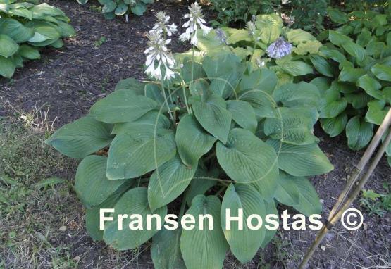 Hosta Birchwood Elegance