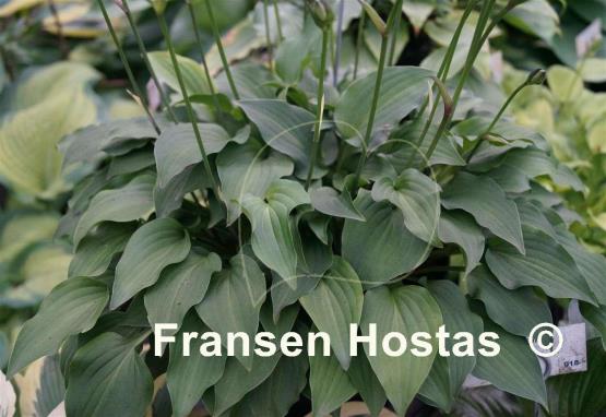 Hosta Birchwood Gem