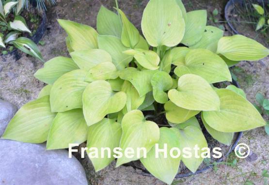 Hosta Birchwood Gold