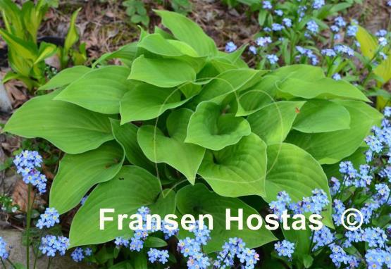 Hosta Birchwood Gold