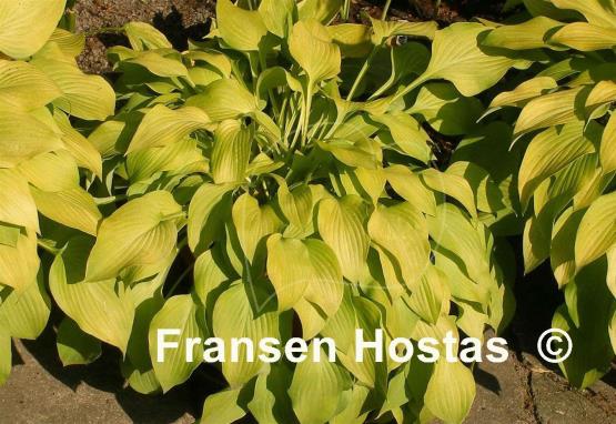 Hosta Birchwood Gold