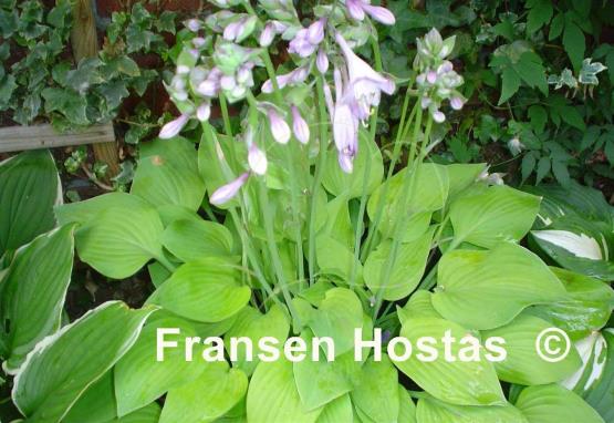 Hosta Birchwood Parky's Gold