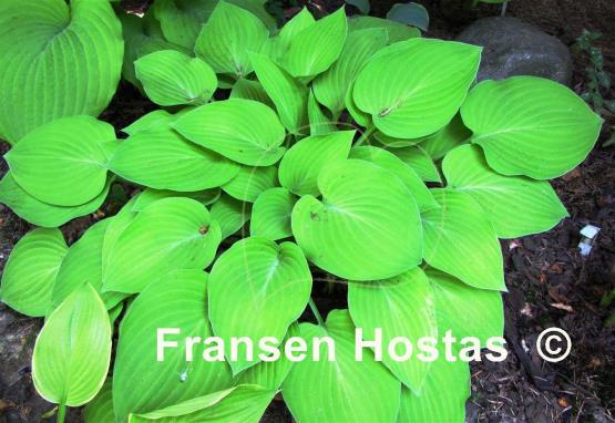 Hosta Birchwood Parky's Gold