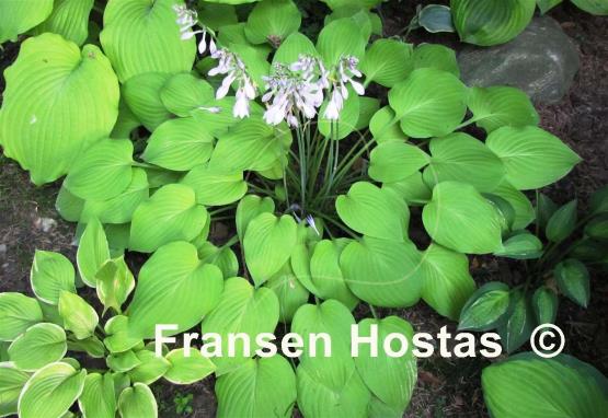 Hosta Birchwood Parky's Gold