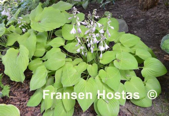 Hosta Birchwood Parky's Gold