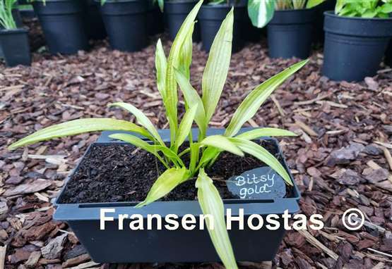 Hosta Bitsy Gold