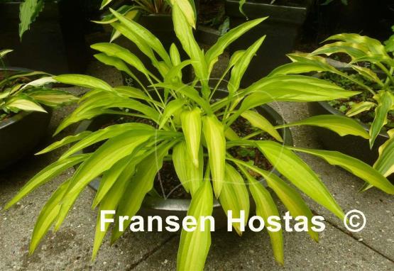 Hosta Bitsy Gold