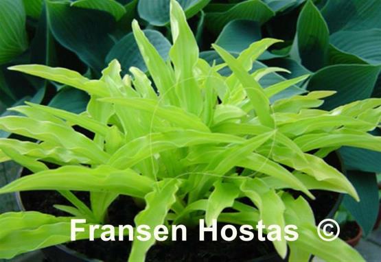 Hosta Bitsy Gold