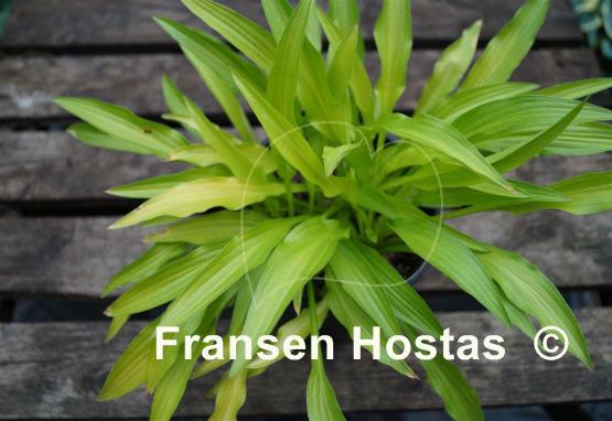 Hosta Bitsy Gold