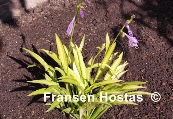 Hosta Bitsy Gold