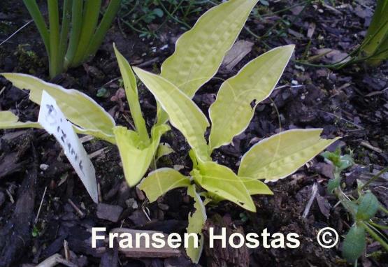 Hosta Bizarre