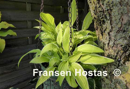 Hosta Bizarre