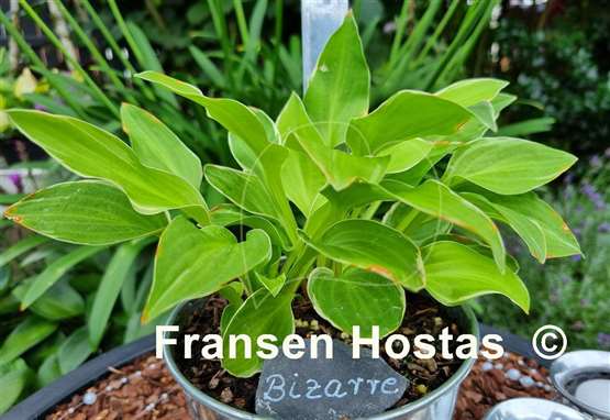 Hosta Bizarre