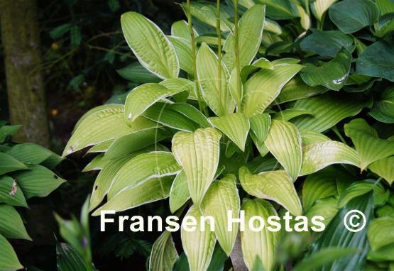Hosta Bizarre