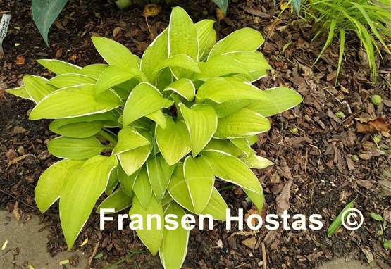 Hosta Bizarre