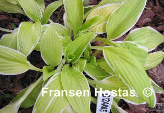 Hosta Bizarre