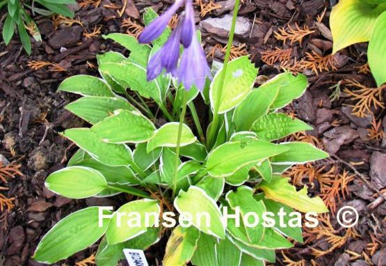 Hosta Bizarre