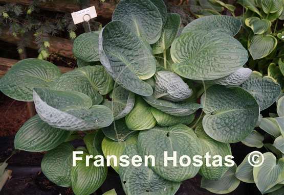 Hosta Black Hills
