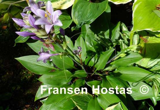 Hosta Black Light