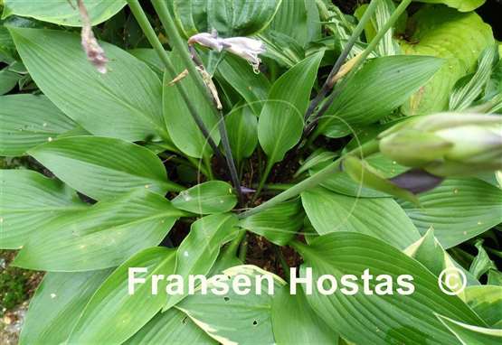 Hosta Black Light