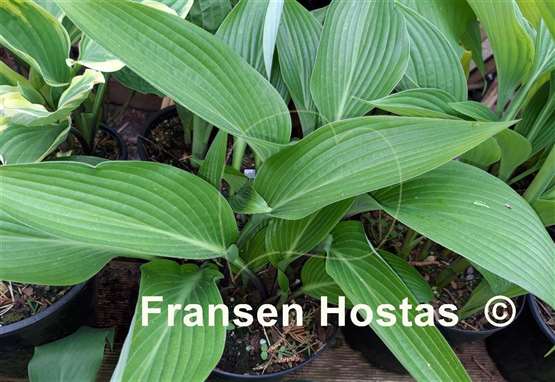 Hosta Black Light