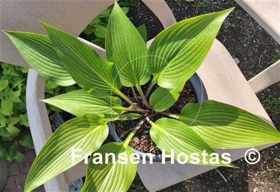 Hosta Black Light