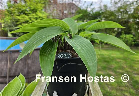 Hosta Black Light