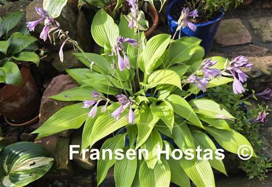 Hosta Black Light