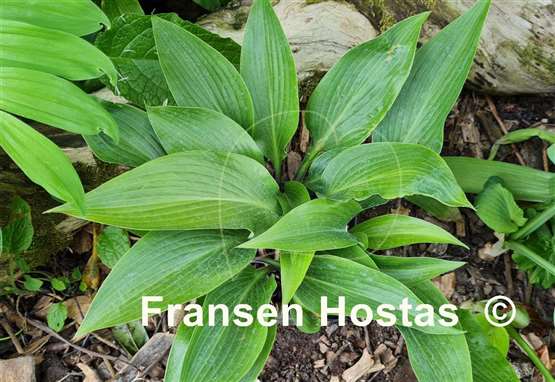 Hosta Black Light