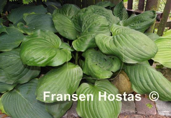 Hosta Black Beauty